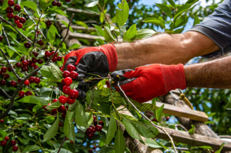 cultivo de cerezas en Ricla